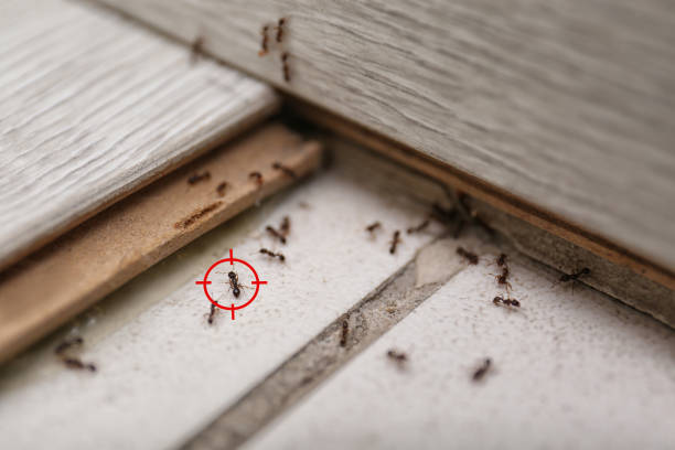 Best Wasp Removal Services  in Christiana, TN